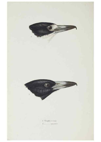 Reproducción/Reproduction 29228919561: A synopsis of the birds of Australia, and the adjacent Islands /. London :John Gould,1837.