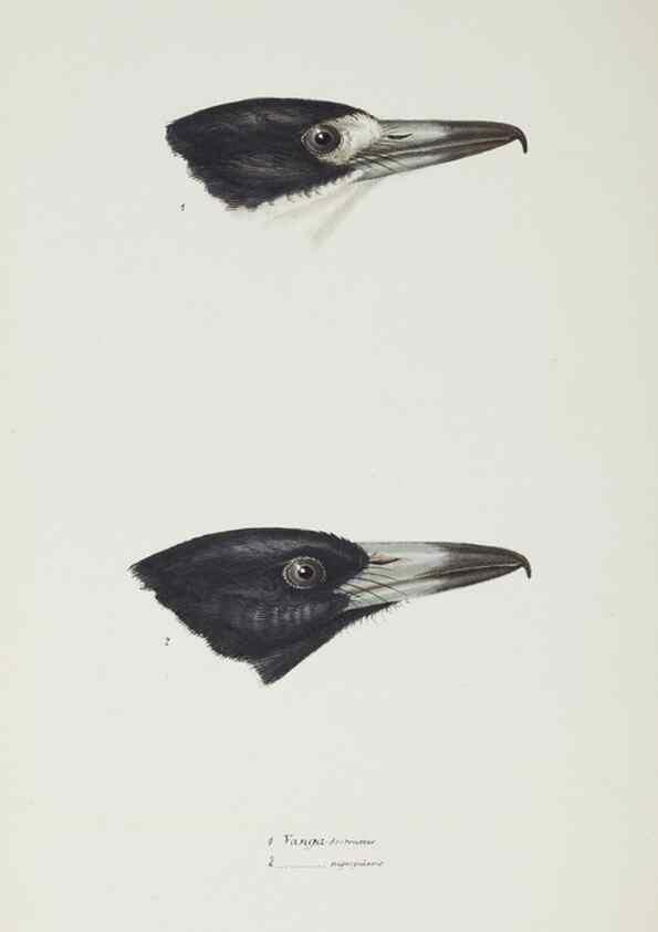 Reproducción/Reproduction 29228919561: A synopsis of the birds of Australia, and the adjacent Islands /. London :John Gould,1837.