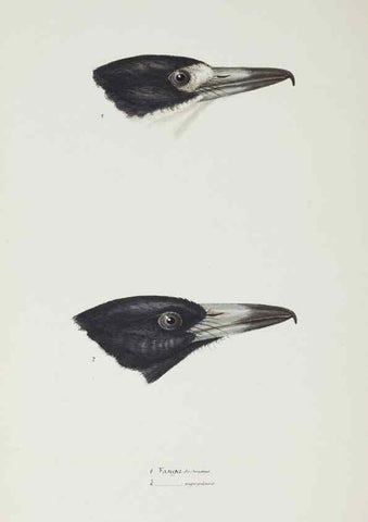Reproducción/Reproduction 29228919561: A synopsis of the birds of Australia, and the adjacent Islands /. London :John Gould,1837.