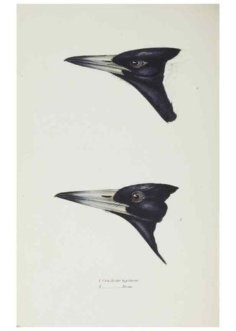 Reproducción/Reproduction 29307596305: A synopsis of the birds of Australia, and the adjacent Islands /. London :John Gould,1837.