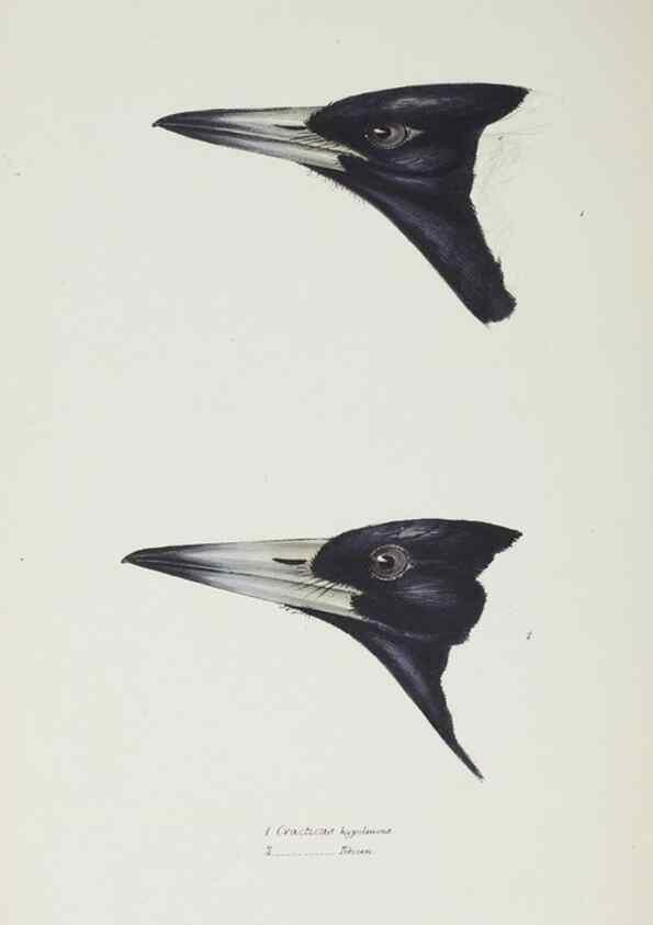 Reproducción/Reproduction 29307596305: A synopsis of the birds of Australia, and the adjacent Islands /. London :John Gould,1837.