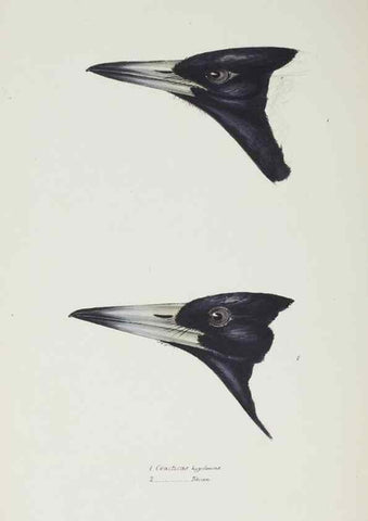 Reproducción/Reproduction 29307596305: A synopsis of the birds of Australia, and the adjacent Islands /. London :John Gould,1837.