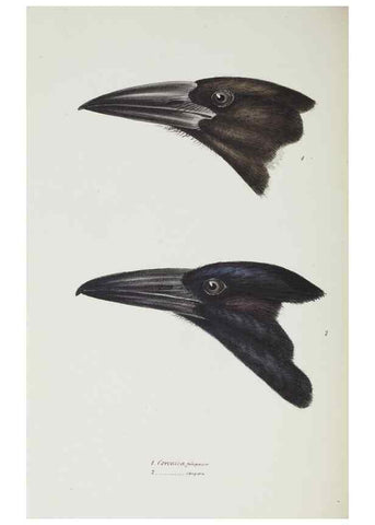 Reproducción/Reproduction 29273689736: A synopsis of the birds of Australia, and the adjacent Islands /. London :John Gould,1837.
