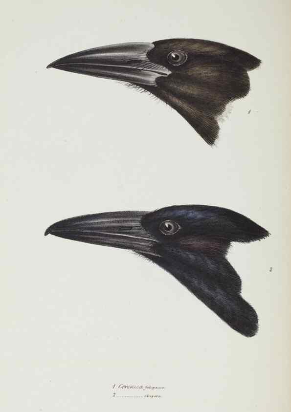 Reproducción/Reproduction 29273689736: A synopsis of the birds of Australia, and the adjacent Islands /. London :John Gould,1837.