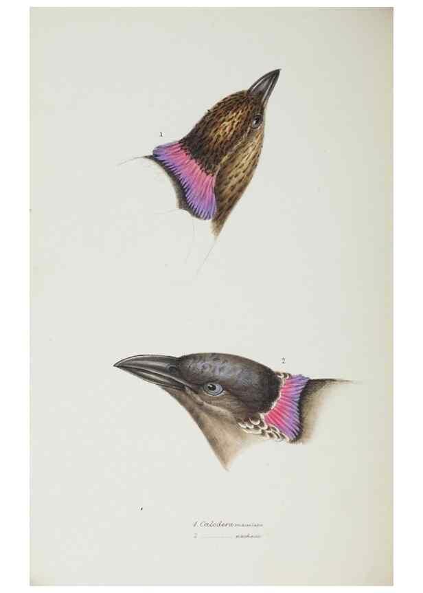 Reproducción/Reproduction 28686813513: A synopsis of the birds of Australia, and the adjacent Islands /. London :John Gould,1837.