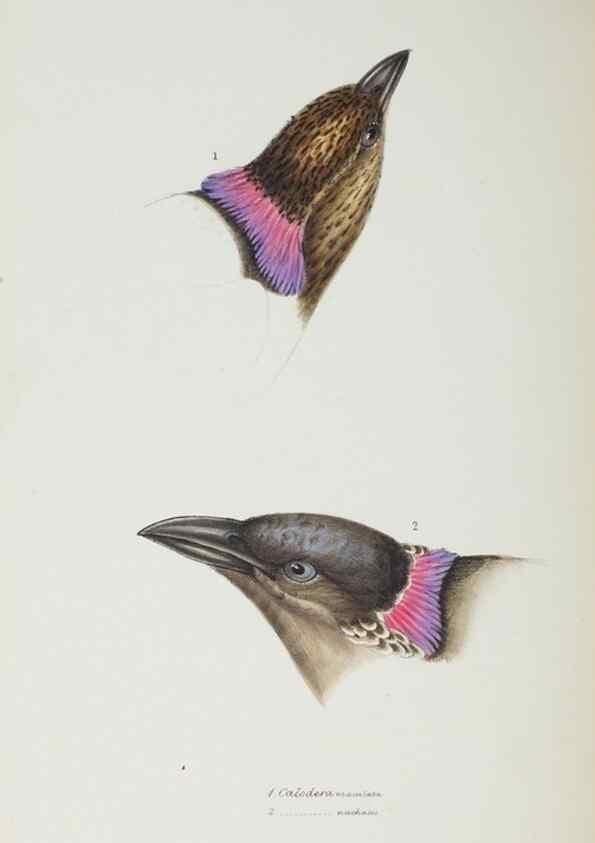 Reproducción/Reproduction 28686813513: A synopsis of the birds of Australia, and the adjacent Islands /. London :John Gould,1837.