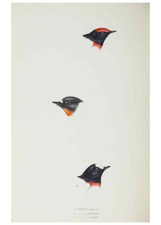 Reproducción/Reproduction 29019718810: A synopsis of the birds of Australia, and the adjacent Islands /. London :John Gould,1837.