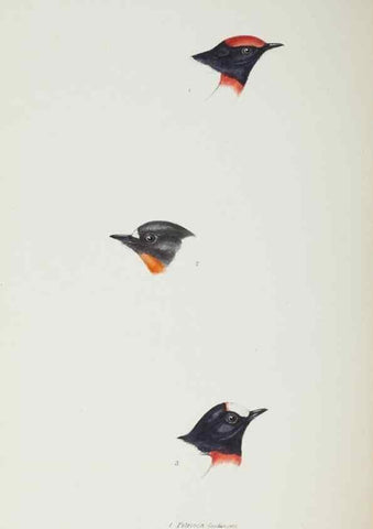 Reproducción/Reproduction 29019718810: A synopsis of the birds of Australia, and the adjacent Islands /. London :John Gould,1837.