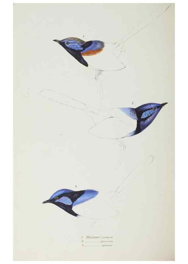 Reproducción/Reproduction 29019722280: A synopsis of the birds of Australia, and the adjacent Islands /. London :John Gould,1837.