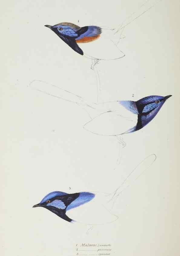 Reproducción/Reproduction 29019722280: A synopsis of the birds of Australia, and the adjacent Islands /. London :John Gould,1837.