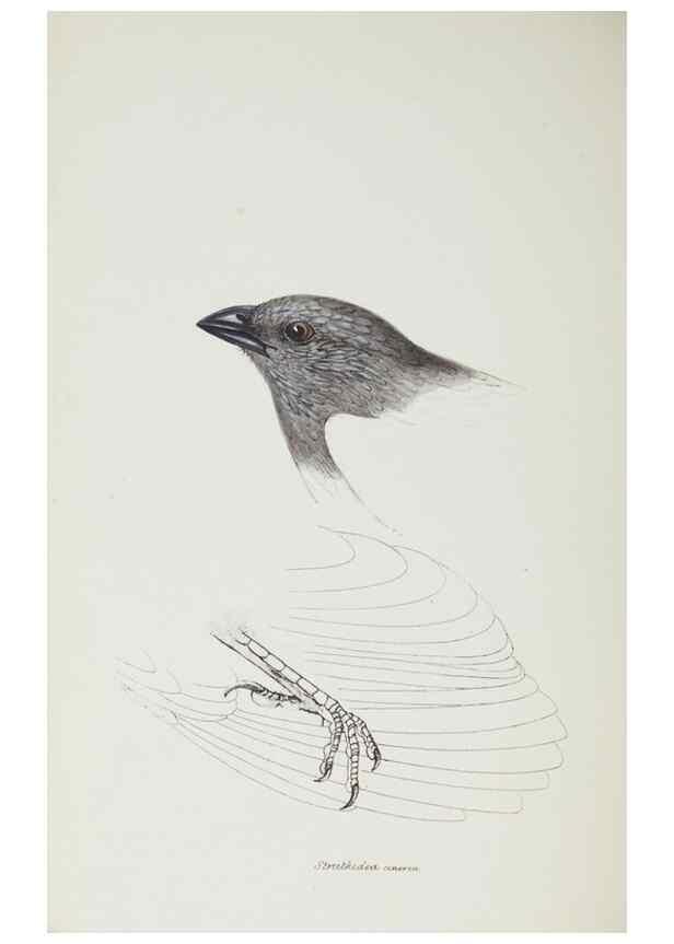 Reproducción/Reproduction 29307604965: A synopsis of the birds of Australia, and the adjacent Islands /. London :John Gould,1837.