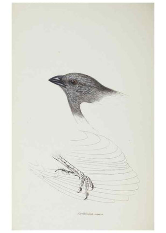 Reproducción/Reproduction 29307604965: A synopsis of the birds of Australia, and the adjacent Islands /. London :John Gould,1837.