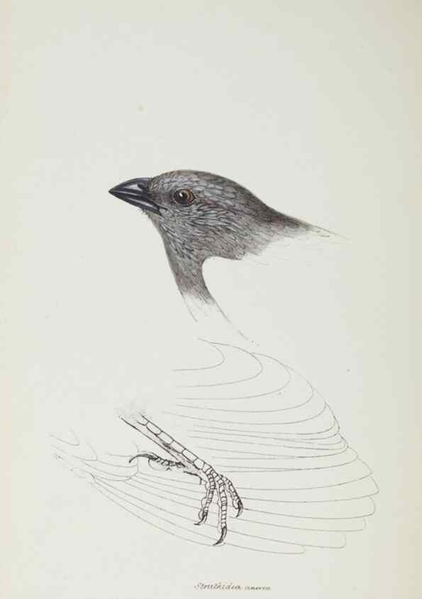 Reproducción/Reproduction 29307604965: A synopsis of the birds of Australia, and the adjacent Islands /. London :John Gould,1837.