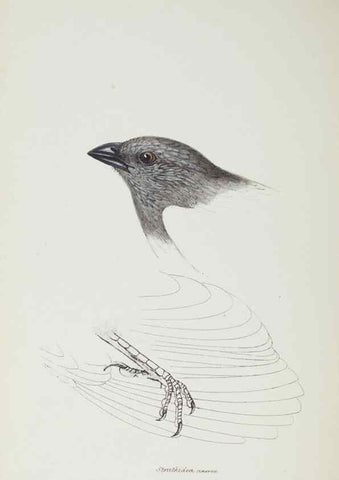 Reproducción/Reproduction 29307604965: A synopsis of the birds of Australia, and the adjacent Islands /. London :John Gould,1837.