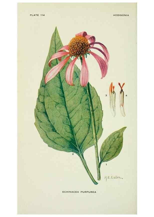 Reproducción/Reproduction 28895426890: Addisonia :. New York :New York Botanical Garden,1916-[1964].