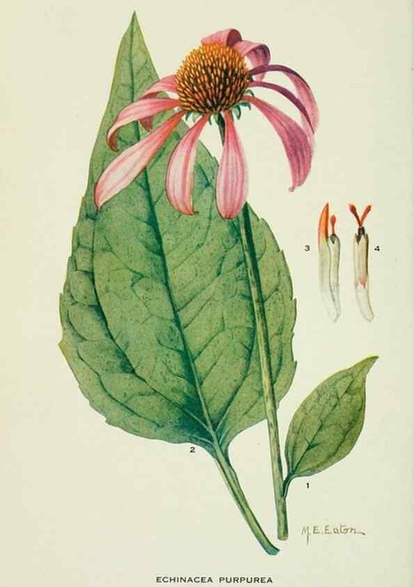 Reproducción/Reproduction 28895426890: Addisonia :. New York :New York Botanical Garden,1916-[1964].