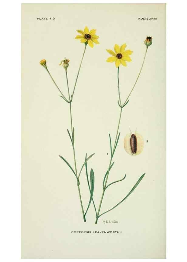 Reproducción/Reproduction 28895423630: Addisonia :. New York :New York Botanical Garden,1916-[1964].
