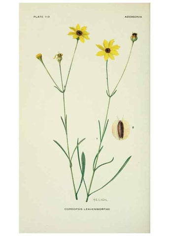 Reproducción/Reproduction 28895423630: Addisonia :. New York :New York Botanical Garden,1916-[1964].
