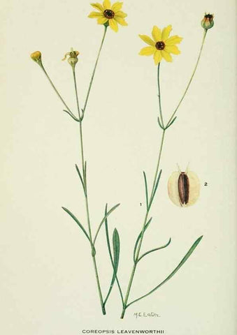 Reproducción/Reproduction 28895423630: Addisonia :. New York :New York Botanical Garden,1916-[1964].