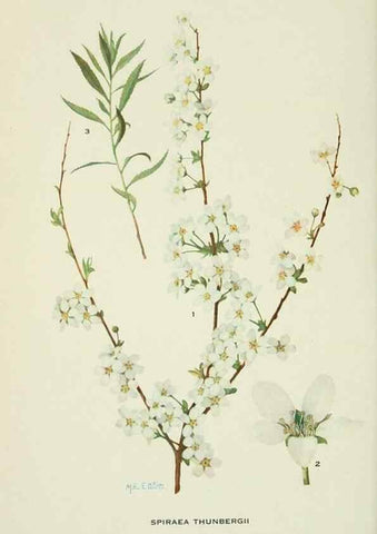 Reproducción/Reproduction 29104827611: Addisonia :. New York :New York Botanical Garden,1916-[1964].