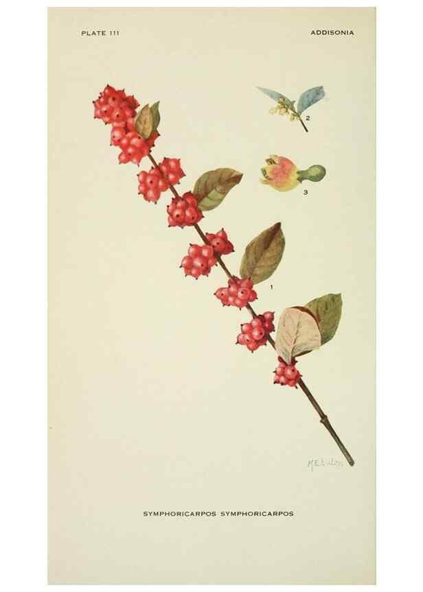 Reproducción/Reproduction 29104823991: Addisonia :. New York :New York Botanical Garden,1916-[1964].