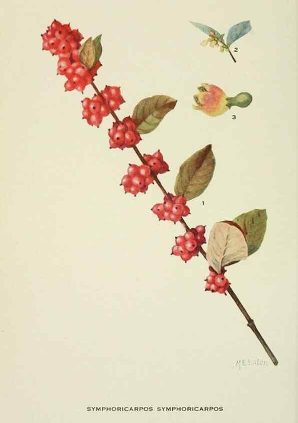 Reproducción/Reproduction 29104823991: Addisonia :. New York :New York Botanical Garden,1916-[1964].