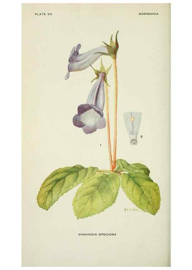 Reproducción/Reproduction 29149524786: Addisonia :. New York :New York Botanical Garden,1916-[1964].