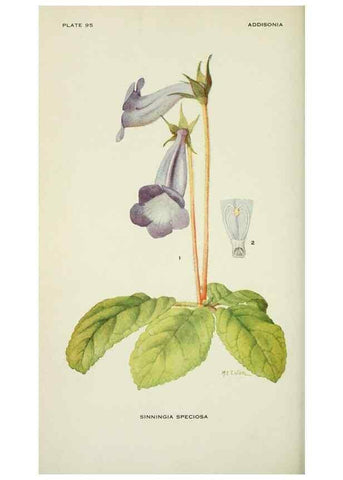 Reproducción/Reproduction 29149524786: Addisonia :. New York :New York Botanical Garden,1916-[1964].
