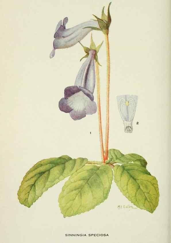 Reproducción/Reproduction 29149524786: Addisonia :. New York :New York Botanical Garden,1916-[1964].
