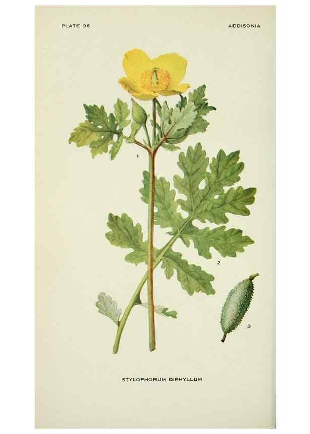 Reproducción/Reproduction 29077052072: Addisonia :. New York :New York Botanical Garden,1916-[1964].