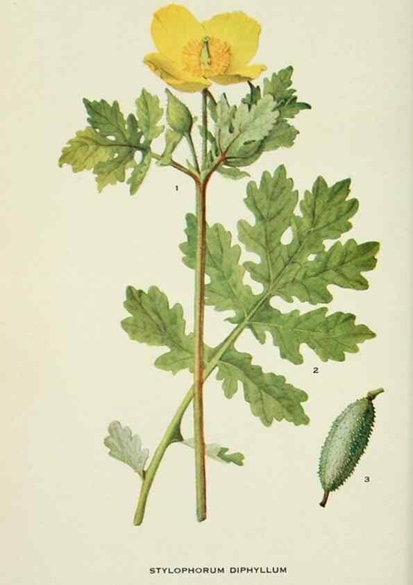 Reproducción/Reproduction 29077052072: Addisonia :. New York :New York Botanical Garden,1916-[1964].