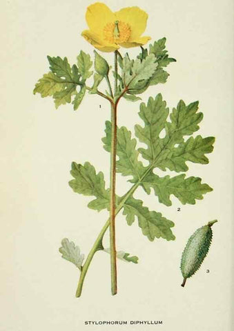Reproducción/Reproduction 29077052072: Addisonia :. New York :New York Botanical Garden,1916-[1964].