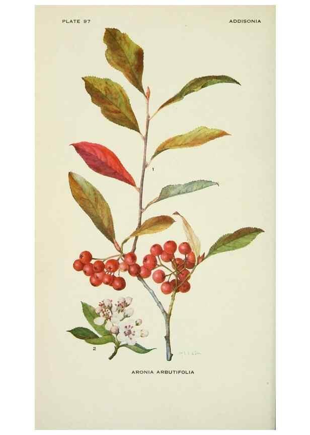 Reproducción/Reproduction 29077059232: Addisonia :. New York :New York Botanical Garden,1916-[1964].