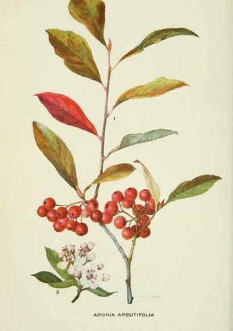 Reproducción/Reproduction 29077059232: Addisonia :. New York :New York Botanical Garden,1916-[1964].