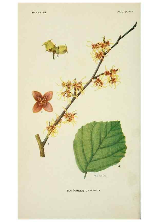 Reproducción/Reproduction 28561076744: Addisonia :. New York :New York Botanical Garden,1916-[1964].