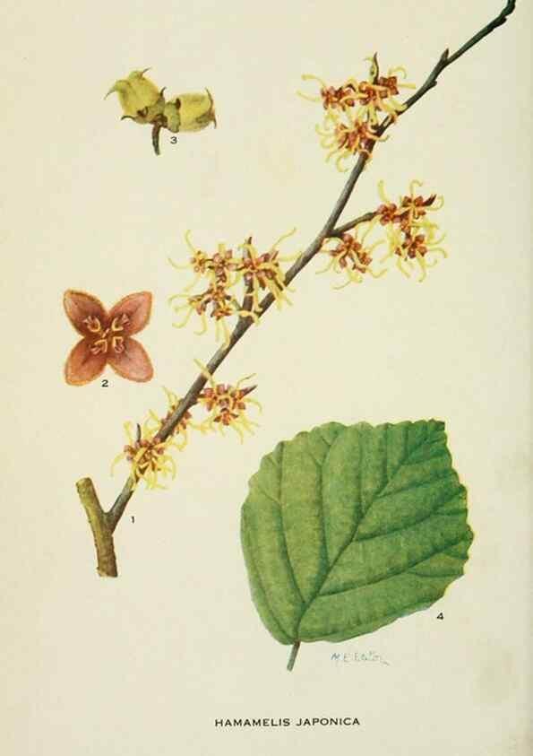 Reproducción/Reproduction 28561076744: Addisonia :. New York :New York Botanical Garden,1916-[1964].