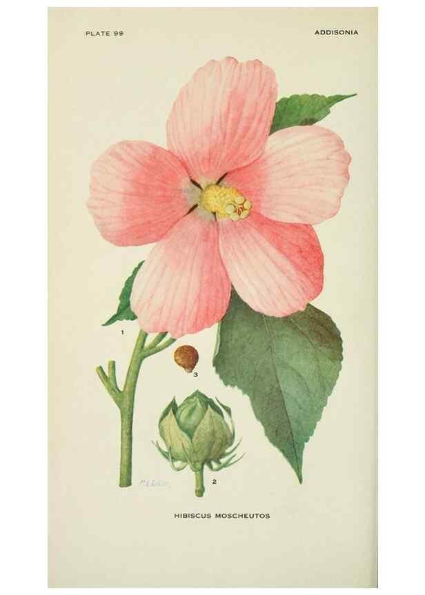 Reproducción/Reproduction 28561078974: Addisonia :. New York :New York Botanical Garden,1916-[1964].