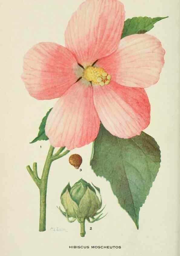 Reproducción/Reproduction 28561078974: Addisonia :. New York :New York Botanical Garden,1916-[1964].