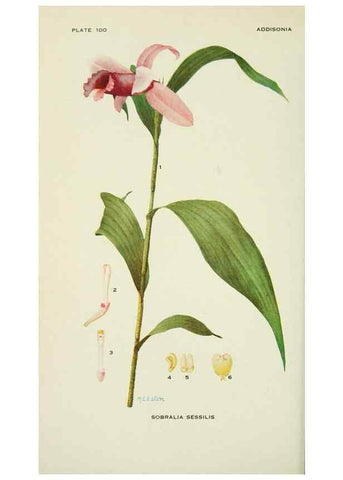 Reproducción/Reproduction 28561081434: Addisonia :. New York :New York Botanical Garden,1916-[1964].