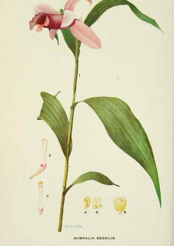 Reproducción/Reproduction 28561081434: Addisonia :. New York :New York Botanical Garden,1916-[1964].