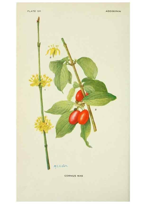 Reproducción/Reproduction 28895367600: Addisonia :. New York :New York Botanical Garden,1916-[1964].