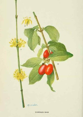 Reproducción/Reproduction 28895367600: Addisonia :. New York :New York Botanical Garden,1916-[1964].