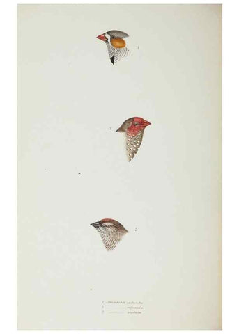 Reproducción/Reproduction 28686824893: A synopsis of the birds of Australia, and the adjacent Islands /. London :John Gould,1837.