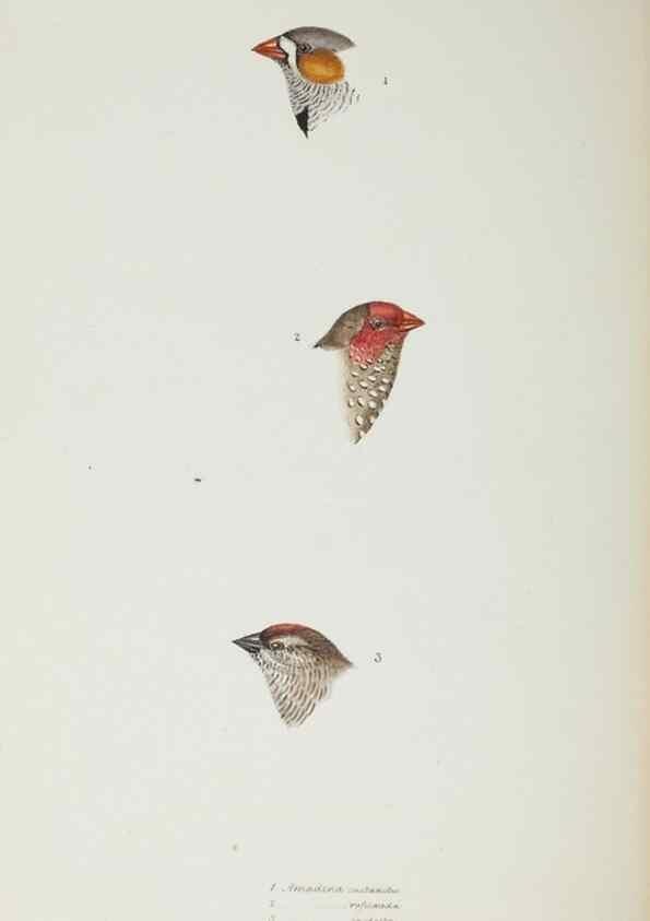 Reproducción/Reproduction 28686824893: A synopsis of the birds of Australia, and the adjacent Islands /. London :John Gould,1837.