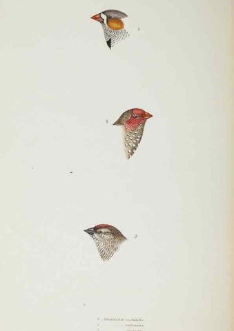 Reproducción/Reproduction 28686824893: A synopsis of the birds of Australia, and the adjacent Islands /. London :John Gould,1837.
