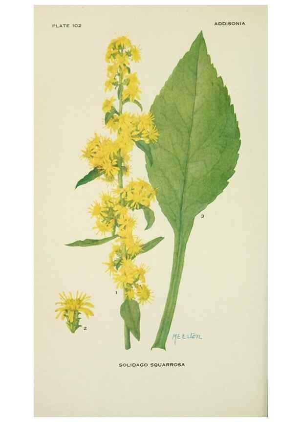 Reproducción/Reproduction 28561086864: Addisonia :. New York :New York Botanical Garden,1916-[1964].