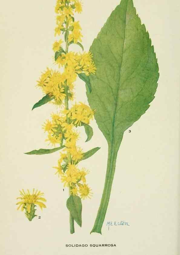 Reproducción/Reproduction 28561086864: Addisonia :. New York :New York Botanical Garden,1916-[1964].