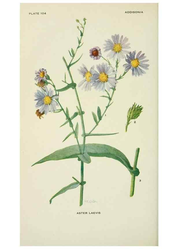 Reproducción/Reproduction 29077088772: Addisonia :. New York :New York Botanical Garden,1916-[1964].