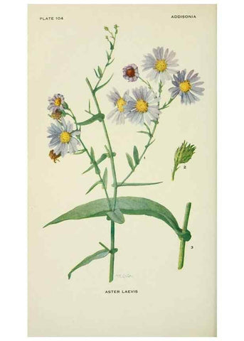 Reproducción/Reproduction 29077088772: Addisonia :. New York :New York Botanical Garden,1916-[1964].
