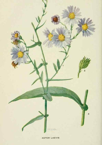 Reproducción/Reproduction 29077088772: Addisonia :. New York :New York Botanical Garden,1916-[1964].